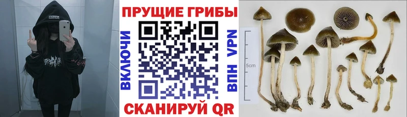 Галлюциногенные грибы прущие грибы  где найти наркотики  Анжеро-Судженск 